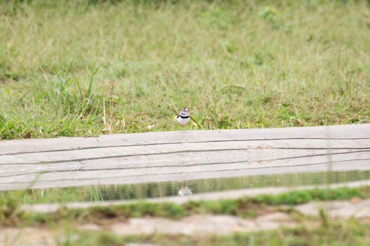 Three-banded Plover - ML618967452