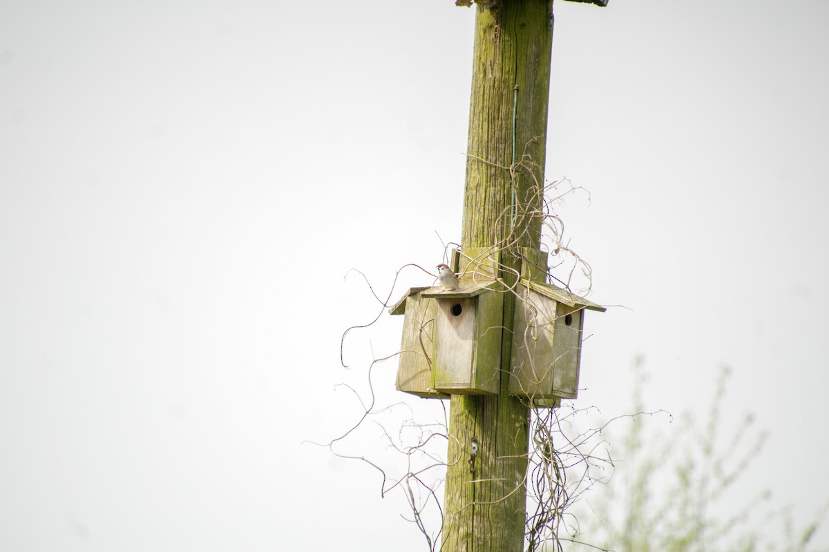 Eurasian Tree Sparrow - Guillaume Calcagni