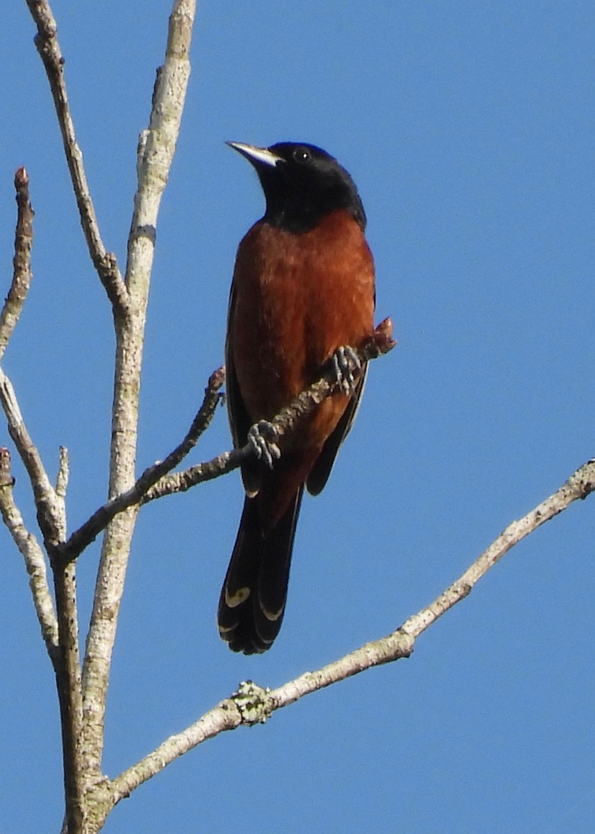 Orchard Oriole - ML618967530