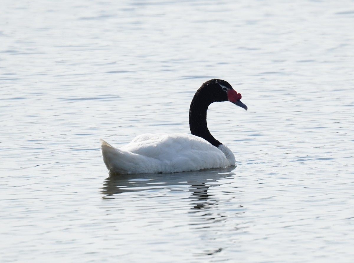 Black-necked Swan - ML618967532
