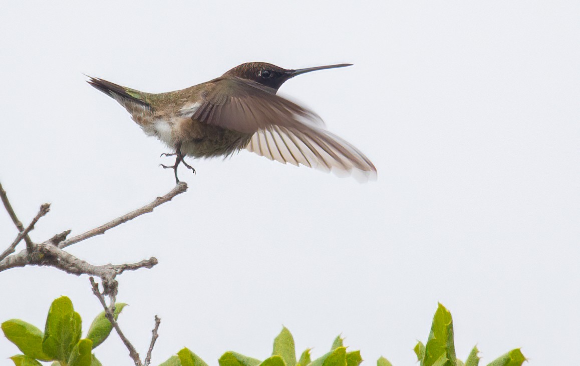 Allen's Hummingbird - Cindy Croissant
