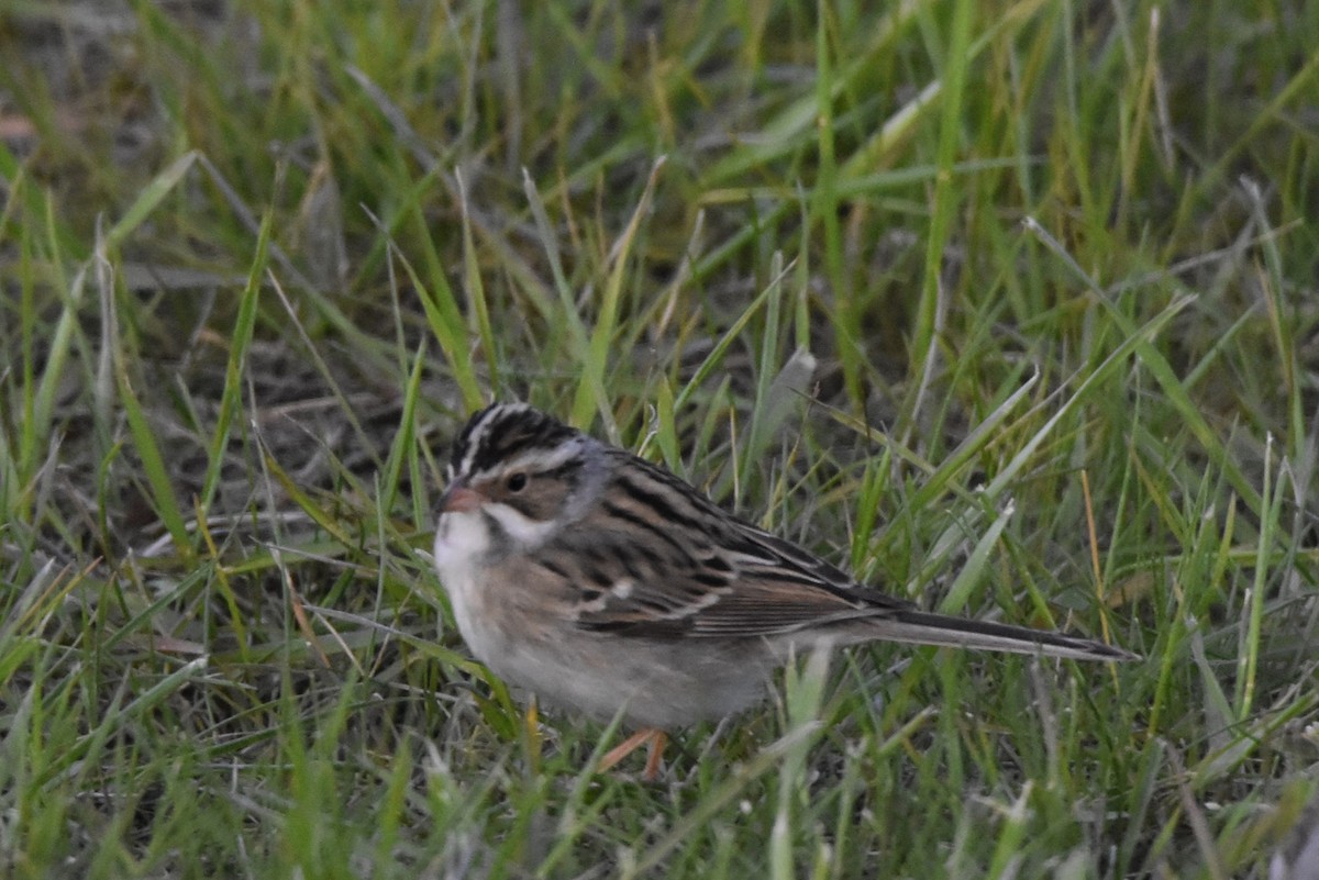 Clay-colored Sparrow - ML618967607