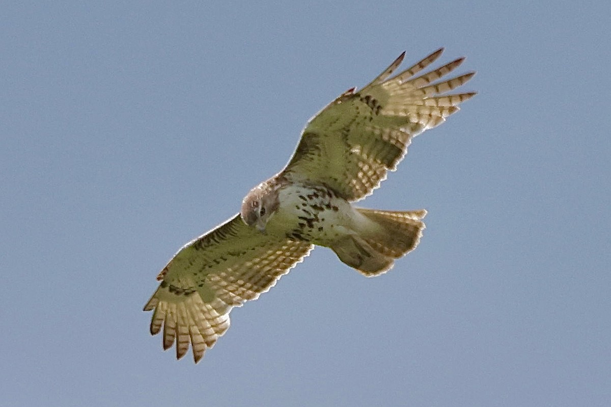 Red-tailed Hawk - Nathan Wheeler