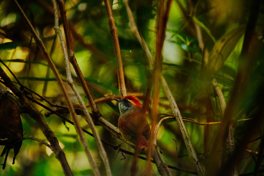 Rufous-capped Spinetail - ML618967690