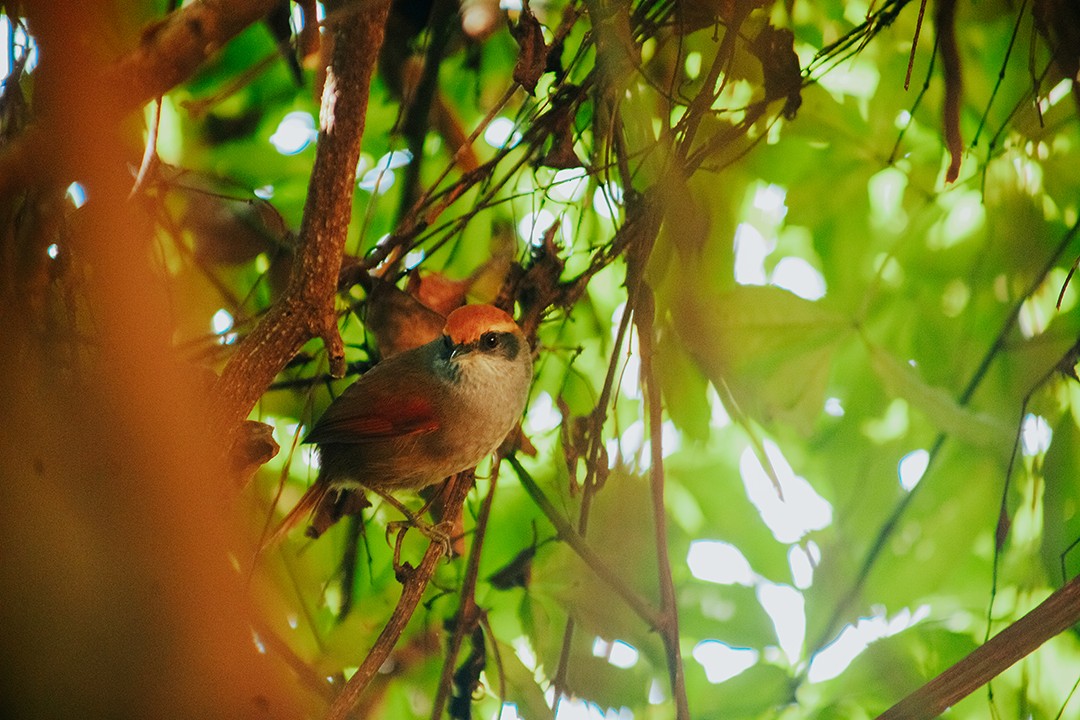 Rufous-capped Spinetail - ML618967692