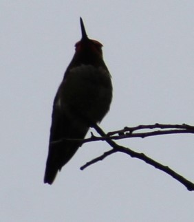 Anna's Hummingbird - ML618967751