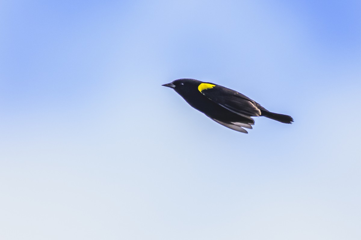 Yellow-winged Blackbird - ML618967757