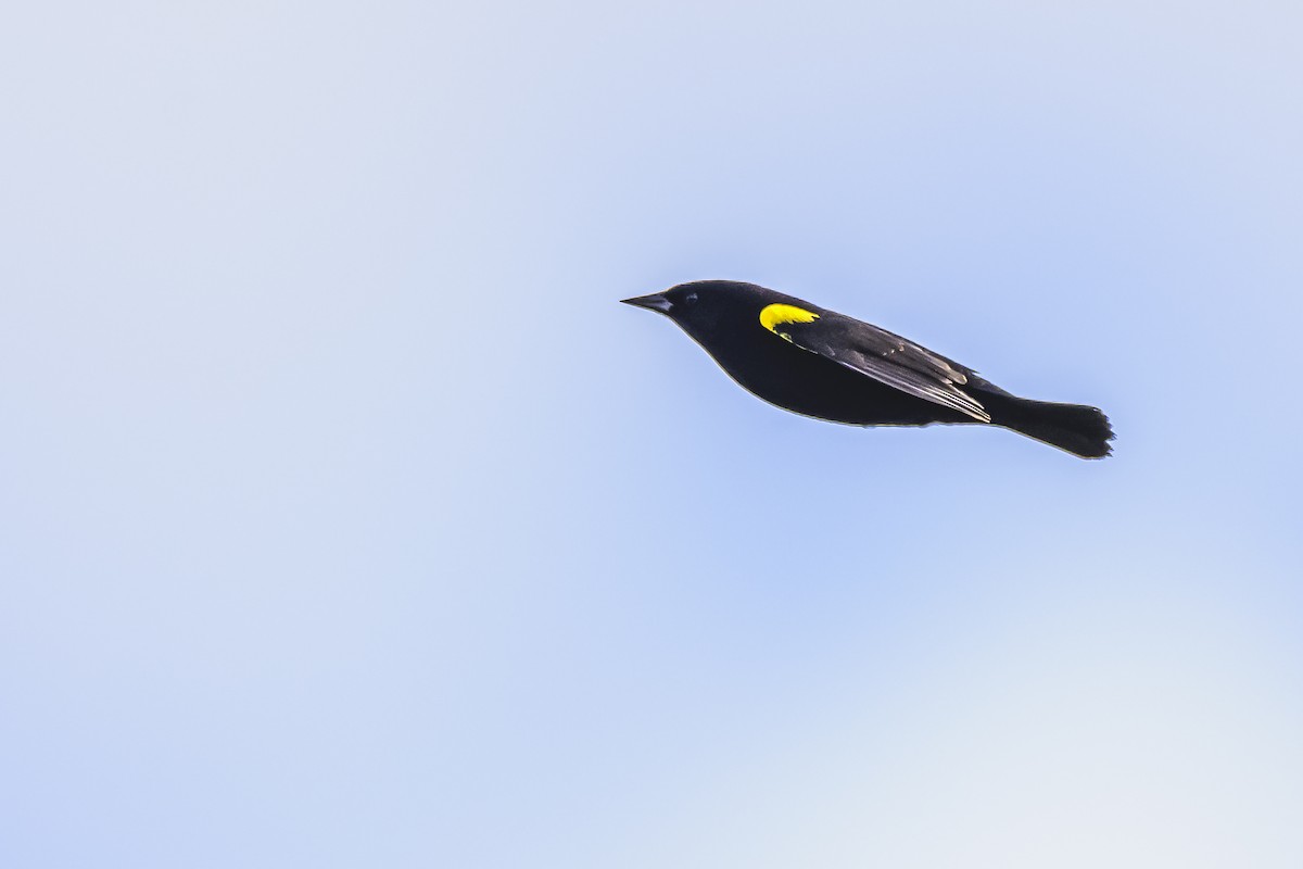 Yellow-winged Blackbird - Amed Hernández