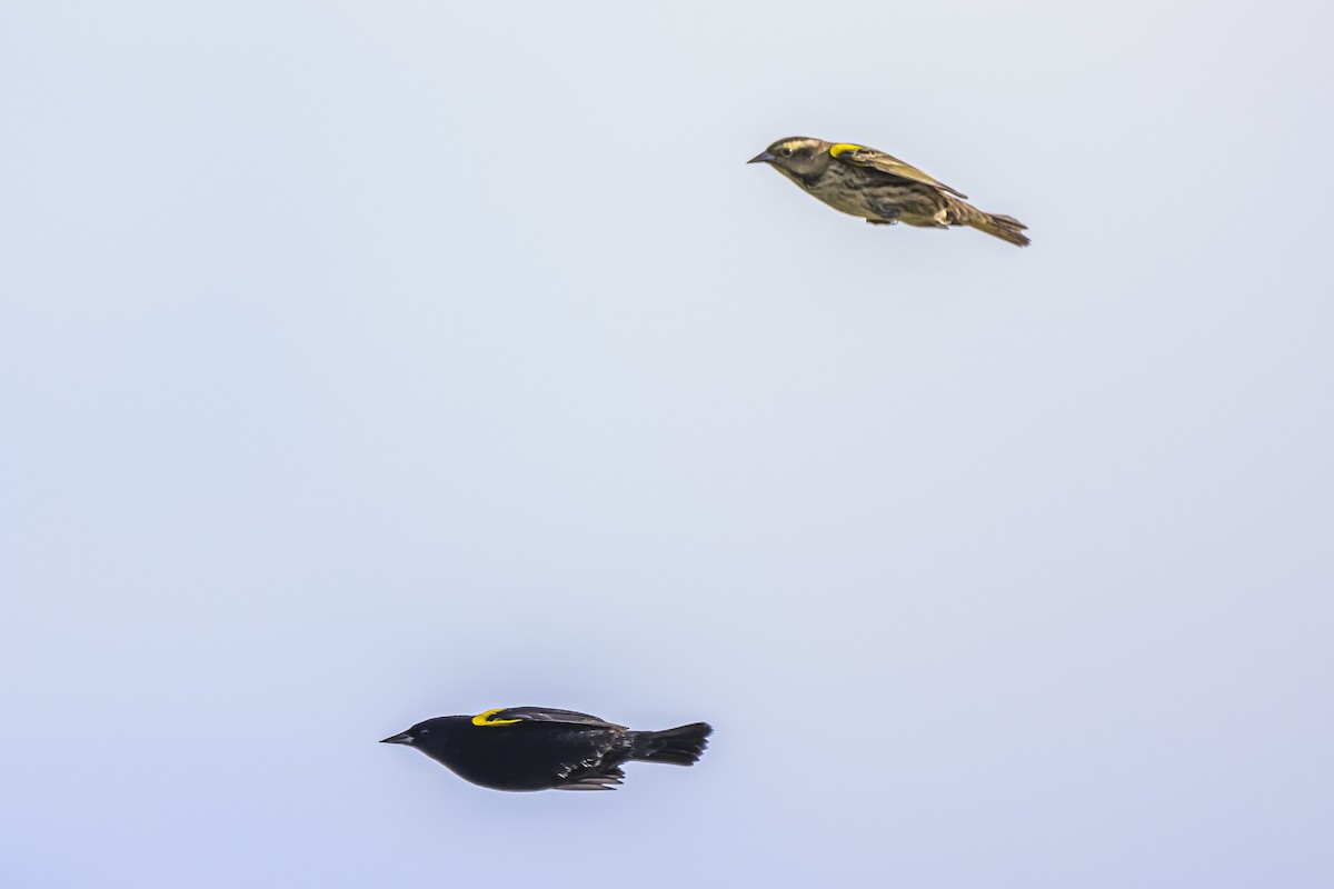 Yellow-winged Blackbird - ML618967759