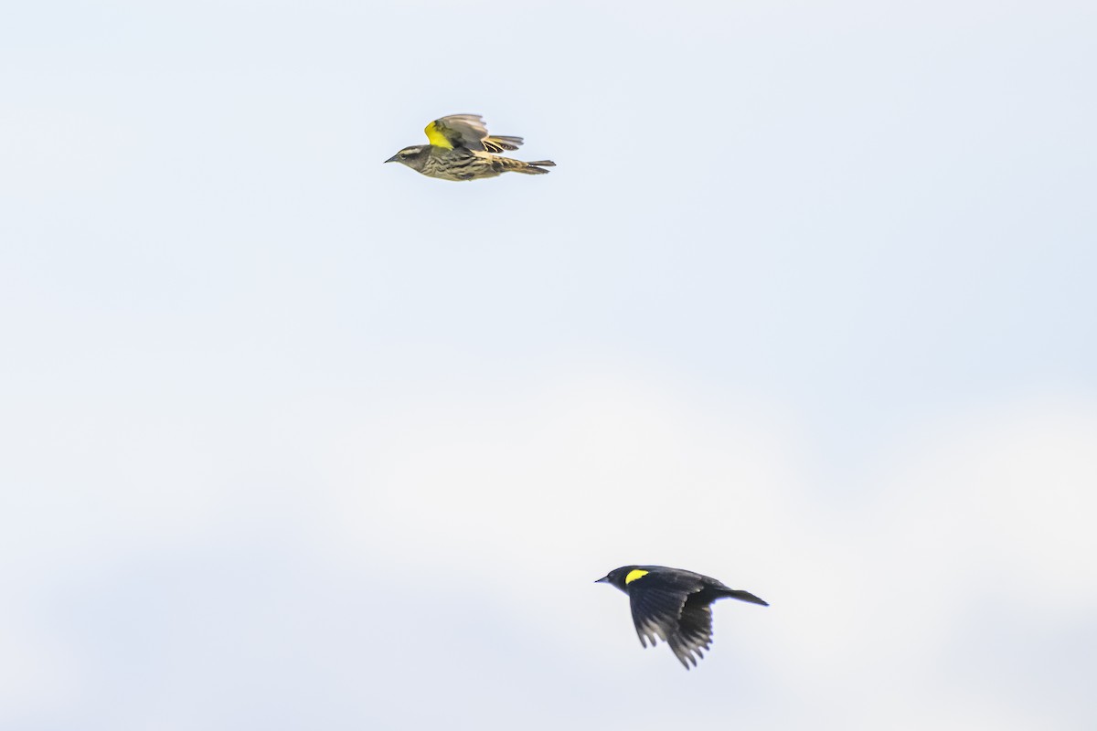 Yellow-winged Blackbird - ML618967761