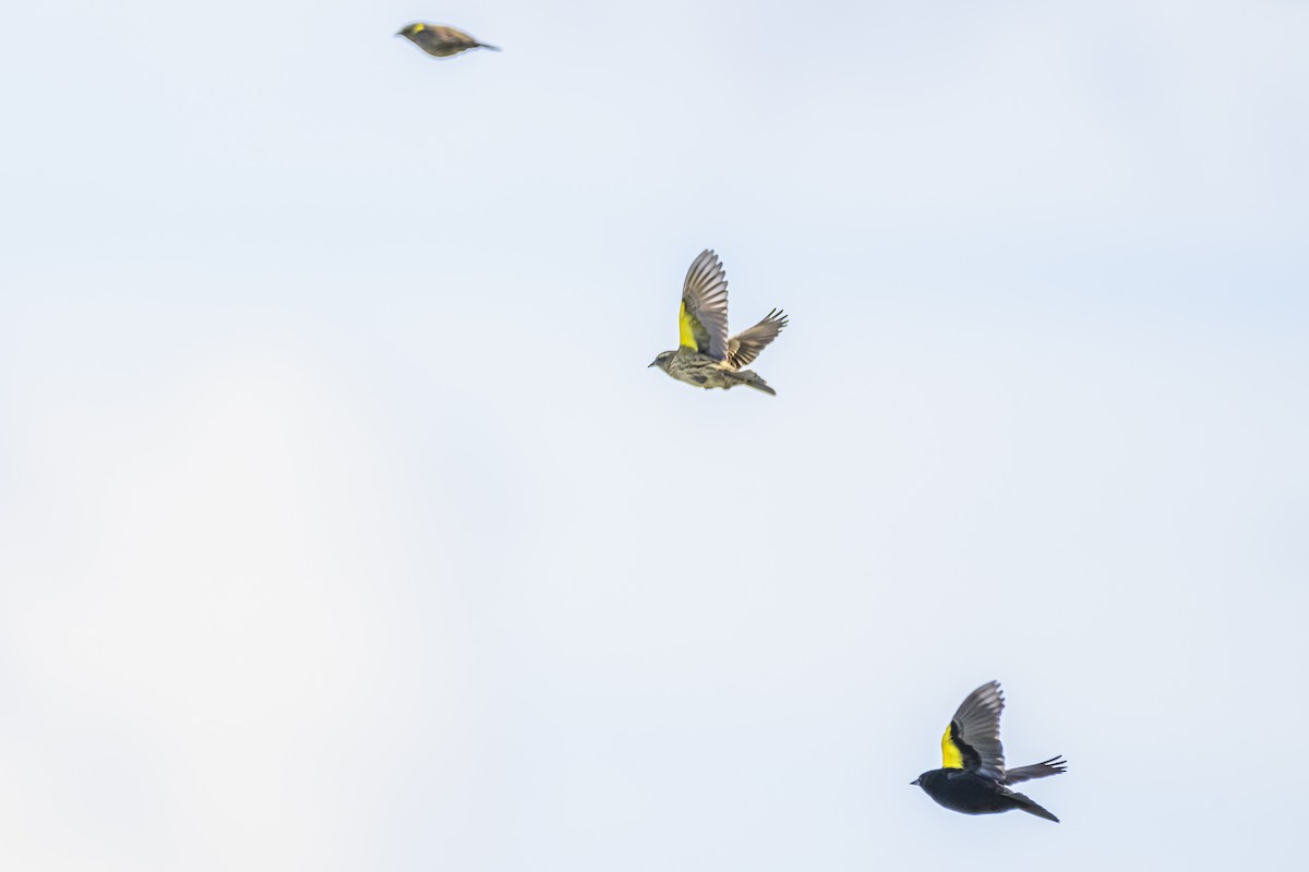 Yellow-winged Blackbird - ML618967762