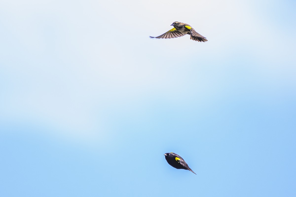 Yellow-winged Blackbird - ML618967763