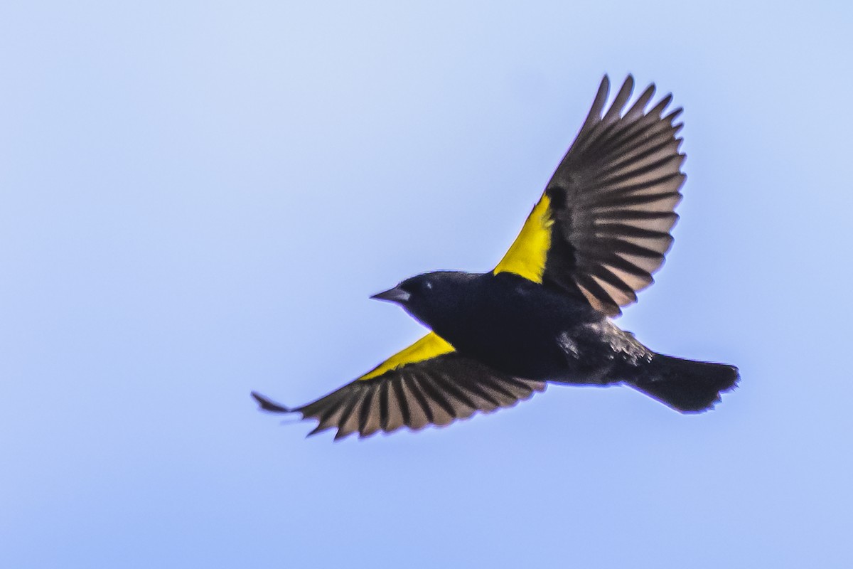 Yellow-winged Blackbird - ML618967764