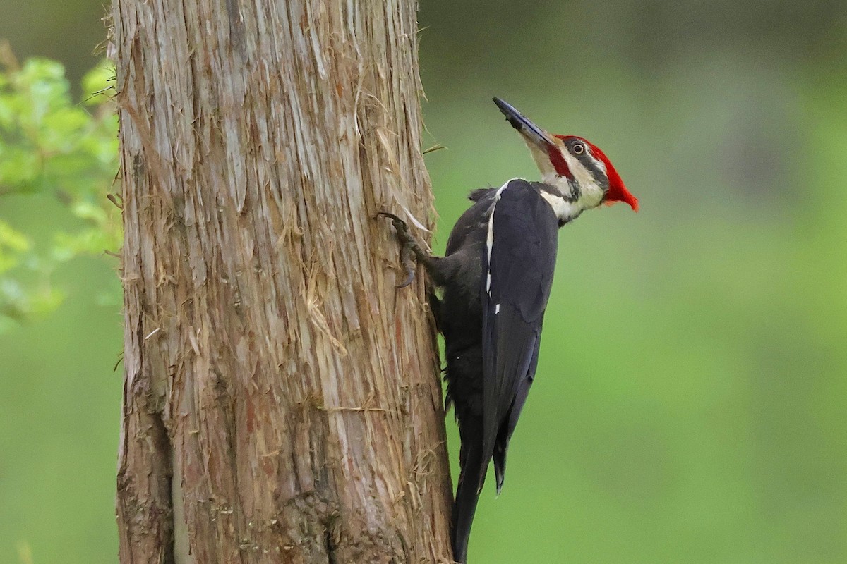 Pileated Woodpecker - Nathan Wheeler