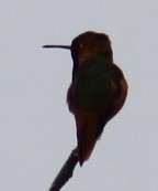 Allen's Hummingbird - ML618967794