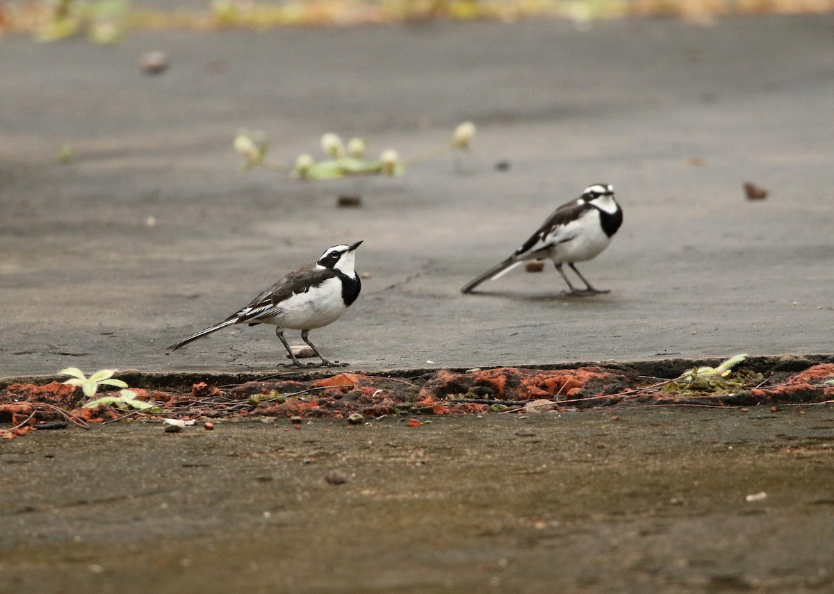 African Pied Wagtail - ML618967804