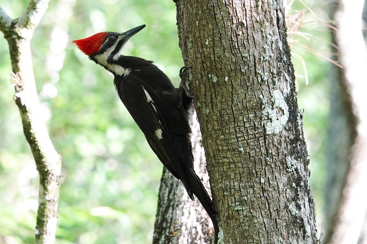 Pileated Woodpecker - ML618967806