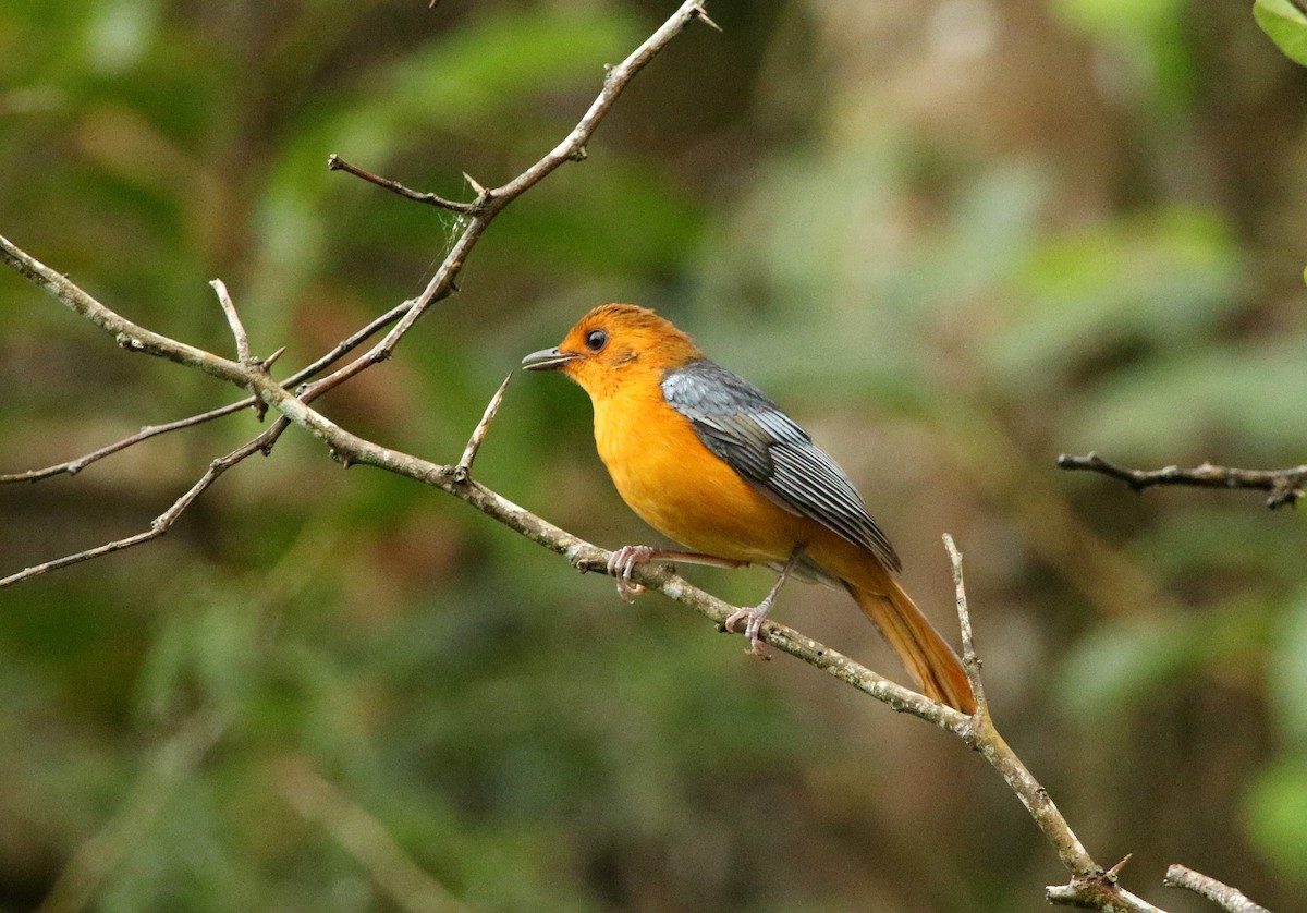Red-capped Robin-Chat - ML618967820