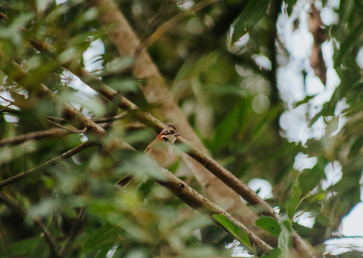 Rufous-collared Sparrow - ML618967828