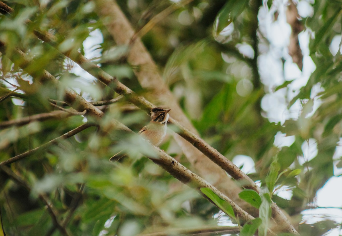 Rufous-collared Sparrow - Tainara Cuchi