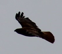 Red-tailed Hawk - ML618967842