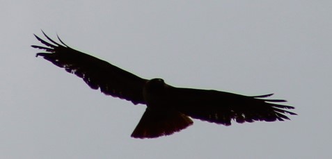 Red-tailed Hawk - Richard Breisch