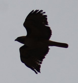 Red-tailed Hawk - ML618967844