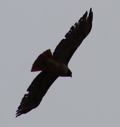 Red-tailed Hawk - ML618967845