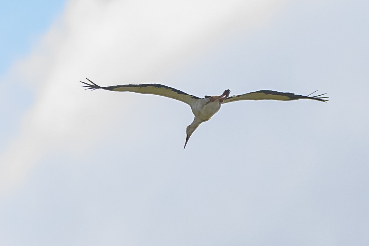 Maguari Stork - Amed Hernández
