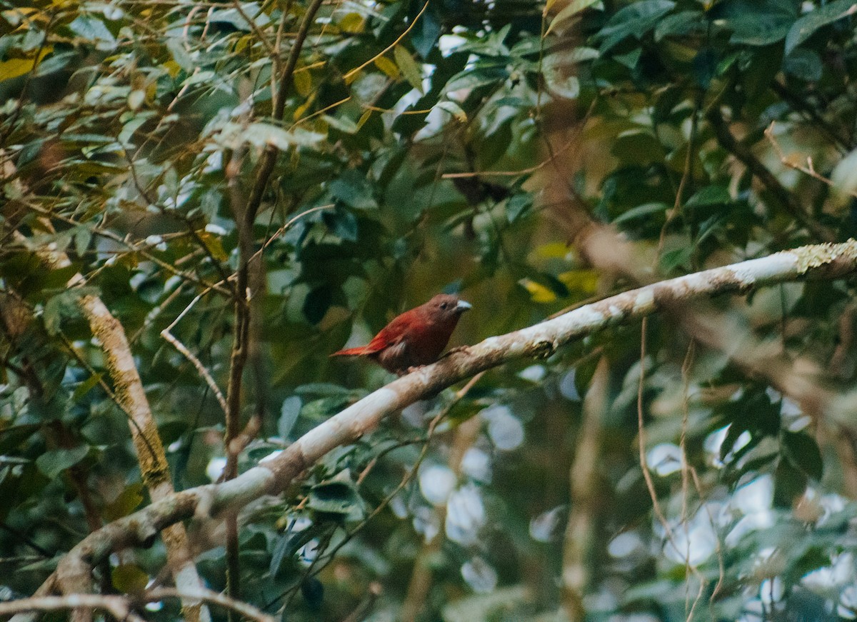 Kızıl Tepeli Karınca Kardinali (rubica/bahiae) - ML618967884
