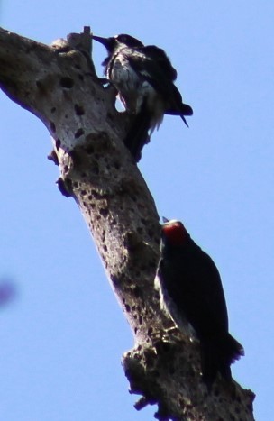 Acorn Woodpecker - Richard Breisch