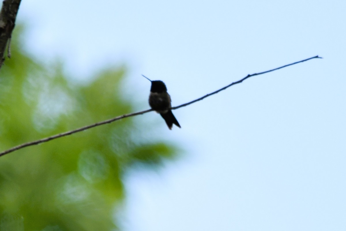 Ruby-throated Hummingbird - ML618967935