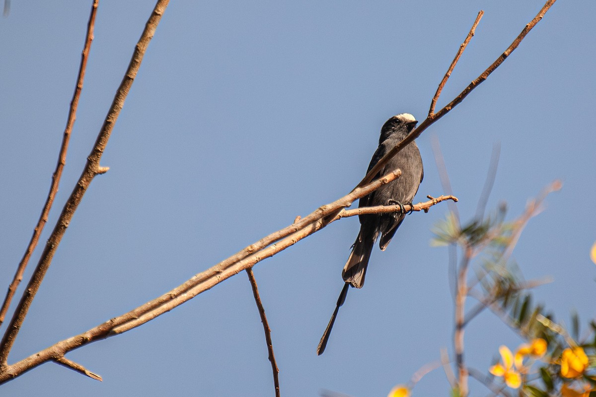 Long-tailed Tyrant - Guto Magalhães