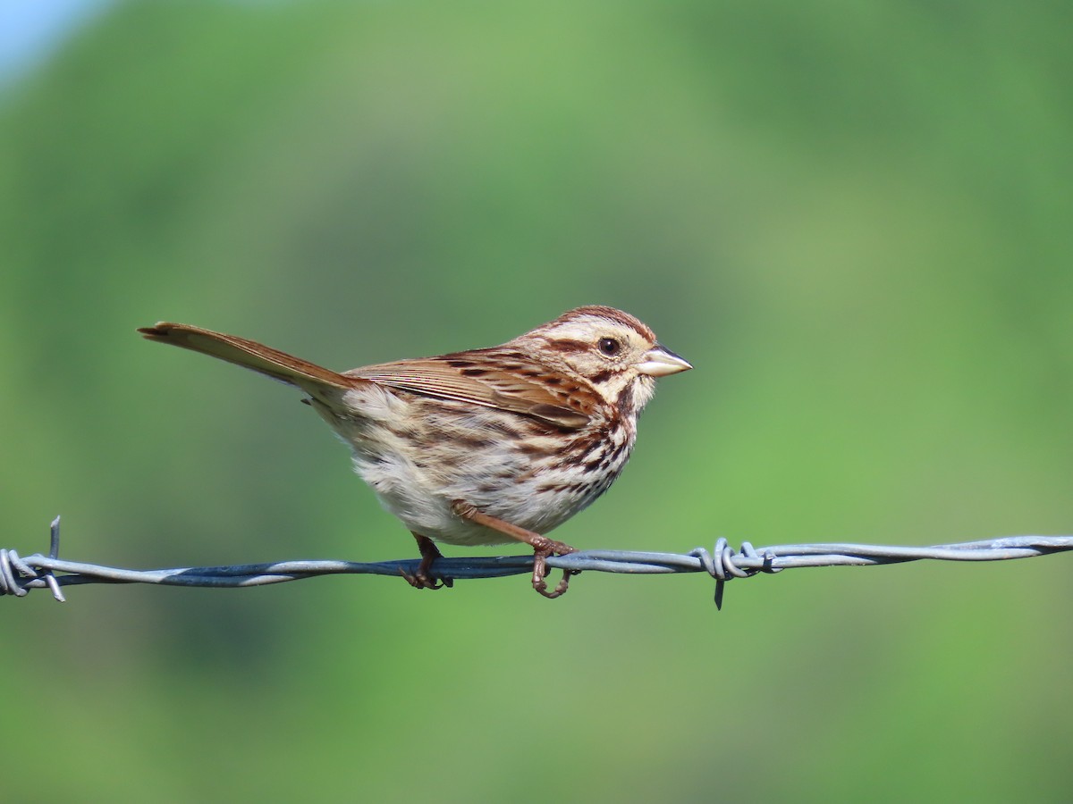 Song Sparrow - Herman van Werkhoven