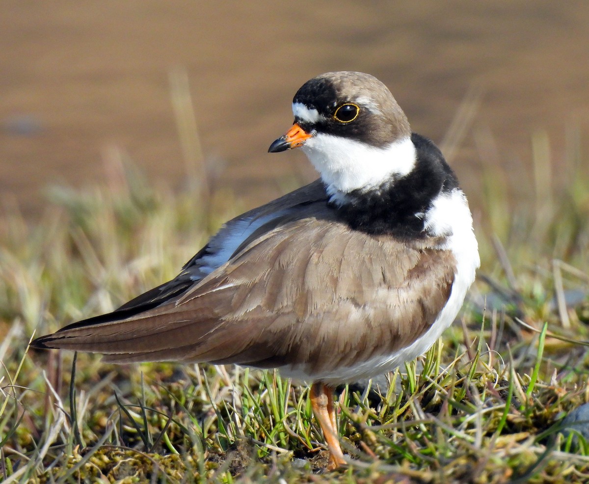 Semipalmated Plover - Stacy Studebaker