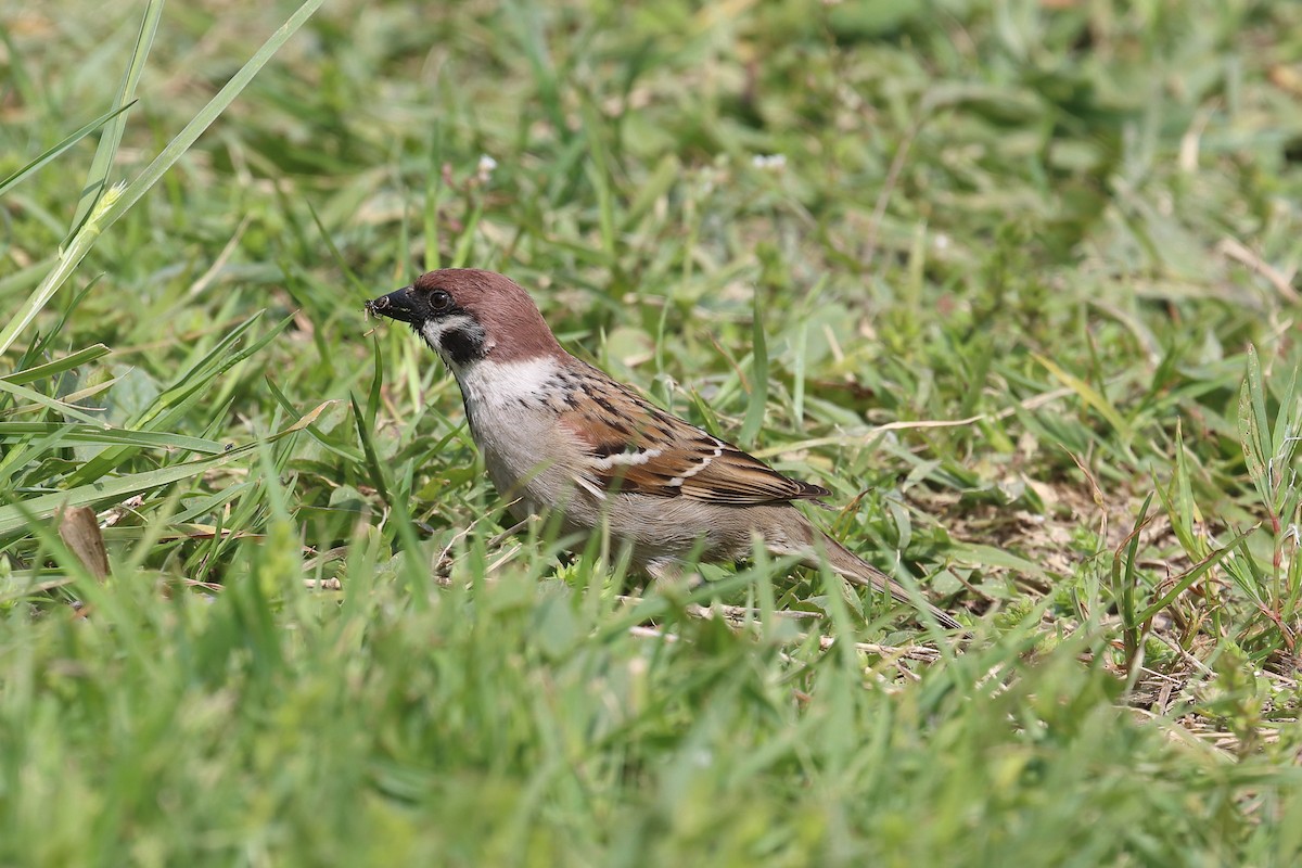 Eurasian Tree Sparrow - ML618967998