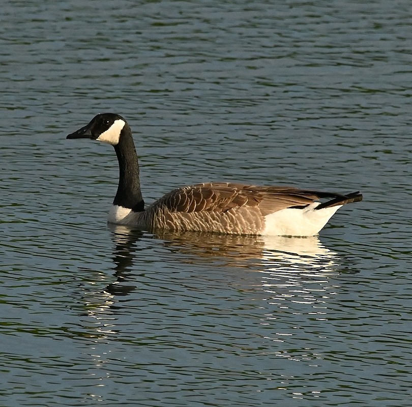 Canada Goose - Regis Fortin