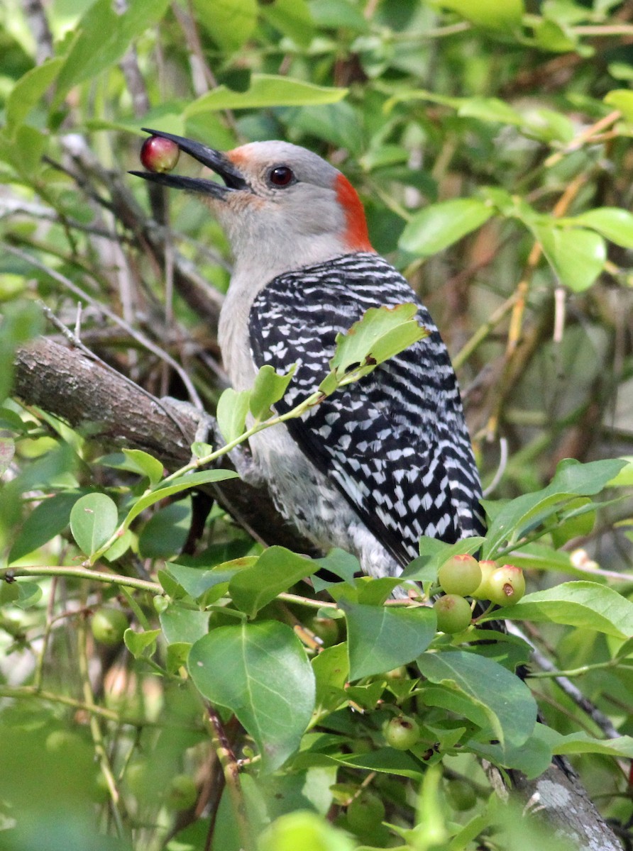 Red-bellied Woodpecker - Mike Litak