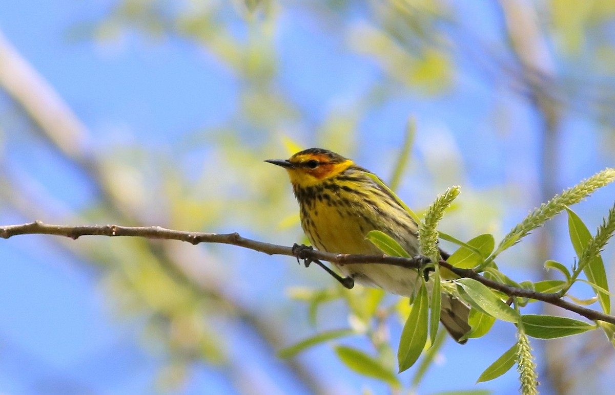Cape May Warbler - ML618968054