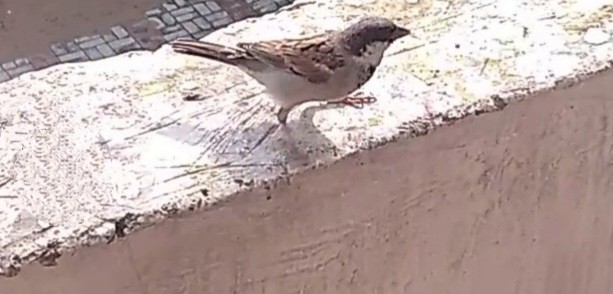 House Sparrow - Abhay Sharma
