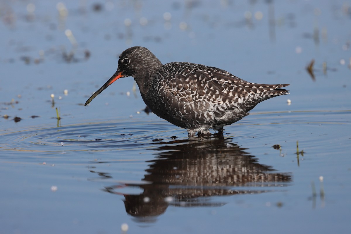 Spotted Redshank - ML618968088