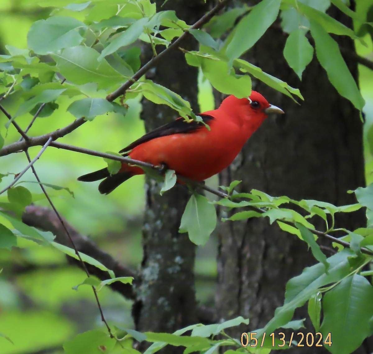 Scarlet Tanager - ML618968102
