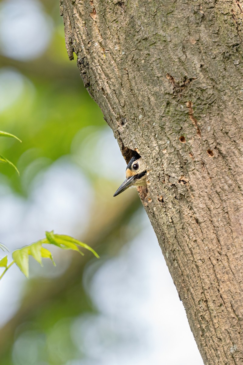 Great Spotted Woodpecker - ML618968116