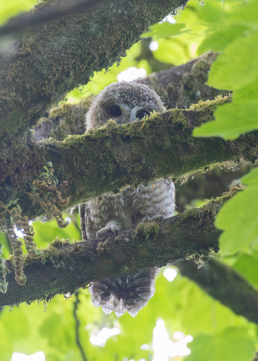 Tawny Owl - ML618968125