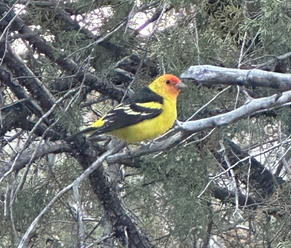 Western Tanager - ML618968224