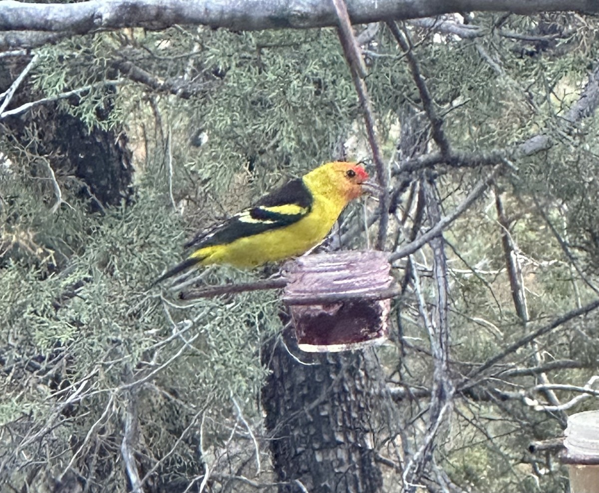 Western Tanager - ML618968225