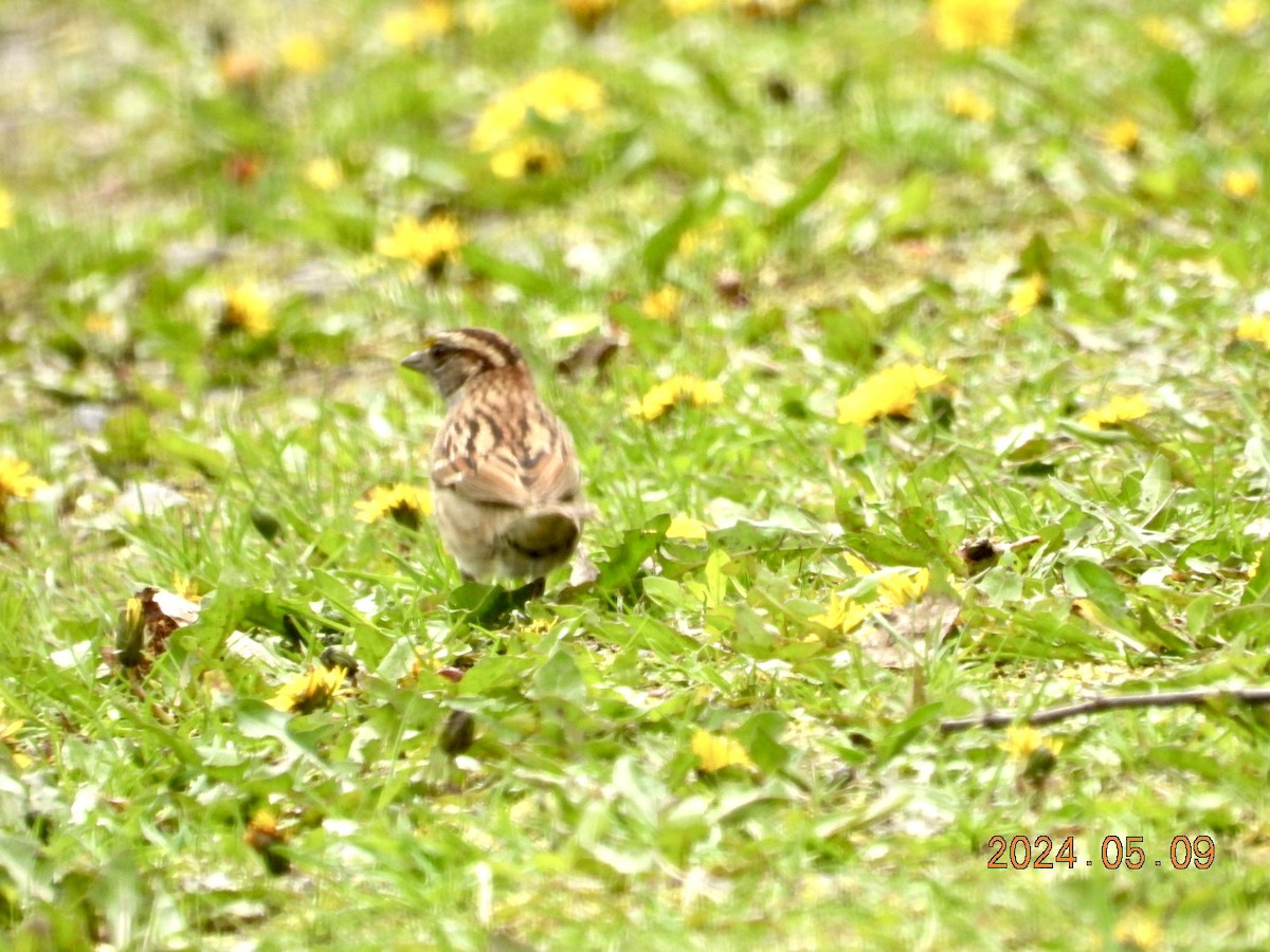 White-throated Sparrow - Lyne Pelletier