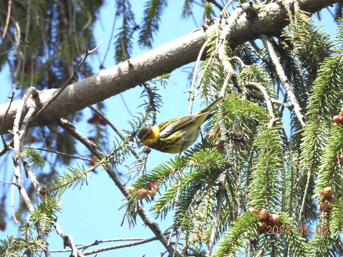Cape May Warbler - ML618968244