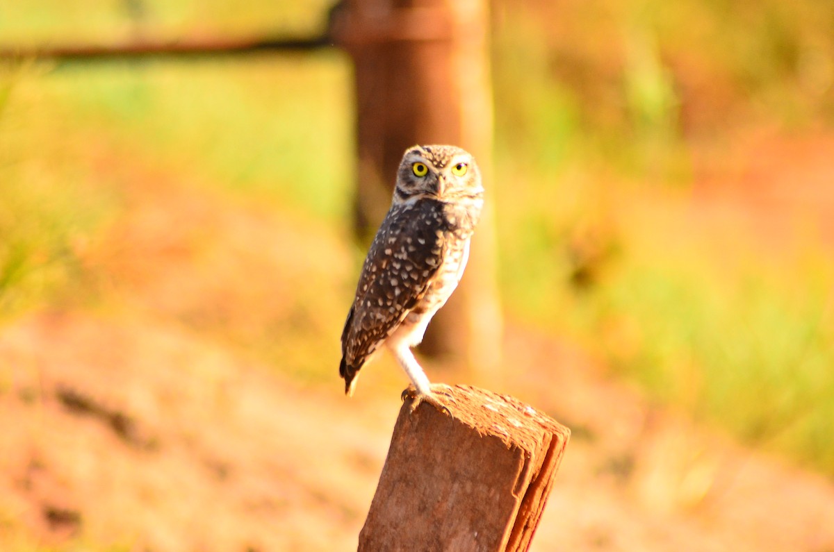 Burrowing Owl - ML618968247