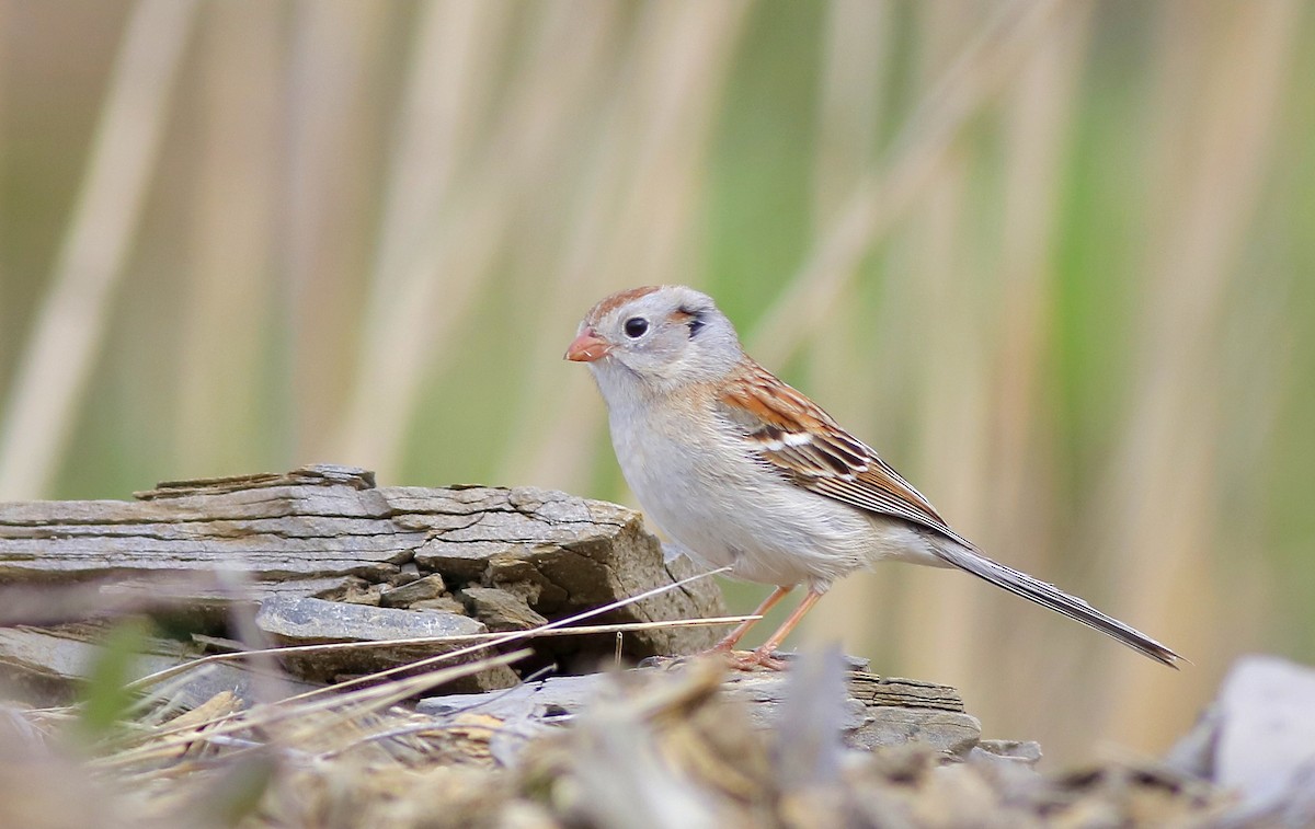 Field Sparrow - ML618968253
